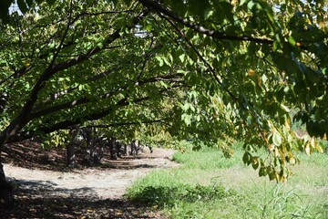 Poster - The scene of the narrow road in autumn.