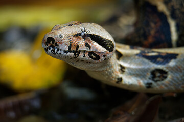 Wall Mural - Boa Constrictor -  called the red-tailed boa or the common boa, is a species of large, non-venomous, heavy-bodied snake that is frequently kept and bred in captivity