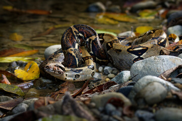Wall Mural - Boa Constrictor -  called the red-tailed boa or the common boa, is a species of large, non-venomous, heavy-bodied snake that is frequently kept and bred in captivity