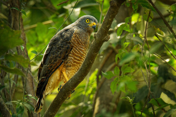 Wall Mural - roadside hawk - rupornis magnirostris relatively small bird of prey found in the americas, marginall