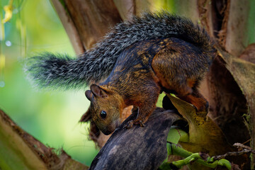 Wall Mural - Variegated squirrel - Sciurus variegatoides is tree squirrel in the genus Sciurus (fifteen subspecies) found in Costa Rica, El Salvador, Guatemala, Honduras, southern Mexico, Nicaragua, and Panama