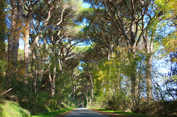 beautiful lush green leafy tree lined avenue in the Tuscan countryside