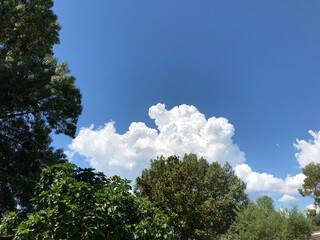 trees and sky