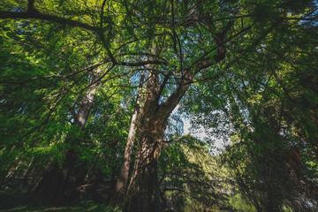 Vibrant shot of a tall foliage tree