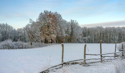 Wall Mural - Snowy Road Through A Sunny Forest,