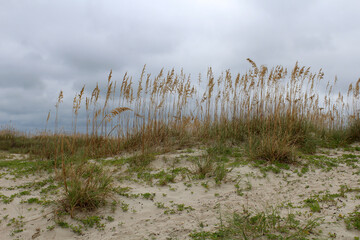 Wall Mural - grass in the wind on the dunes