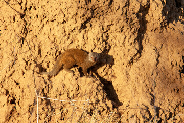 Wall Mural - Dwarf Mongoose in Kenya Africa	
