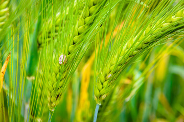 Green wheat field closeup