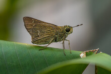 The Small Brown Skipper Butterfly In Garden