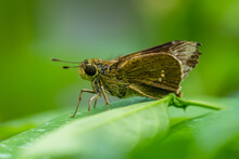 The Small Brown Skipper Butterfly In Garden