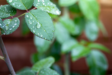 Wall Mural - Close Up green leaf under sunlight in the garden. Natural background with copy space.