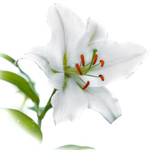 White Lily Flower With Red Anthers And White Background