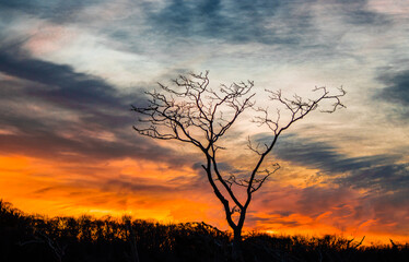  a lonely and stripped tree in the forest in winter sunset 