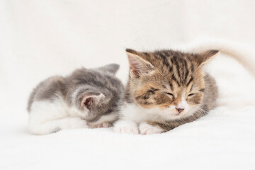 Wall Mural - two kittens on a bed