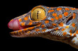 the gekko gecko