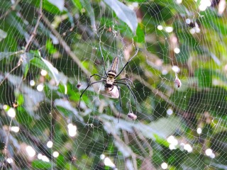 spider on web