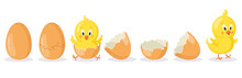 Cartoon Hatched Easter Egg. Cracked Chicken Eggs With Cute Chicken Mascot, Newborn Baby Chick Bird Hatching From Egg Vector Illustration Set. Poultry Cute Yellow Character Appearance