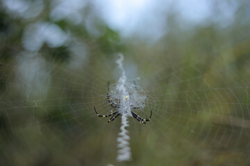 Closeup selective focus shot of a wasp spider spinning a web