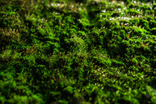 Closeup Of Green Moss Texture