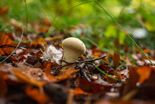Closeup Of A Warted Puffball Mushroom And Wet Autumn Leaves On The Ground