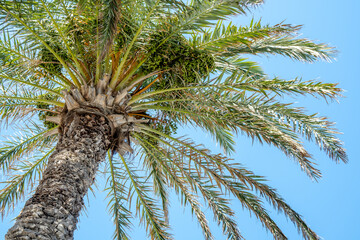 low angle shot of cycas circinalis tree on a clear sky background