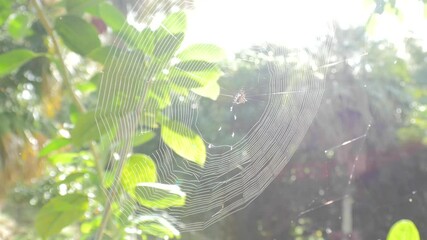 Spider web in a shallow depth of field with nice lens flare, taken with canon 5d mk iii in maui hawaii while on tour.