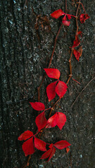 Vertical shot of red leaves on the tree trunk