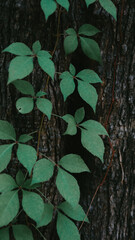 Vertical shot of green leaves on the tree trunk