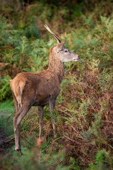 Wall Mural - beautiful image of red deer stag in vibrant golds and browns of autumn fall landscape forest