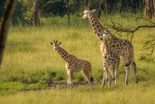 A Mother Rothschild's Giraffe With Her Baby ( Giraffa Camelopardalis Rothschildi) Standing At A Waterhole, Lake Mburo National Park, Uganda.	
