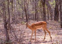 A Young Impala Ewe Feeds In The African Bush Image In Horizontal Format
