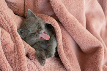 Wall Mural - small gray cat in a blanket yawns. Long tongue