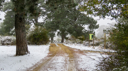 Wall Mural - dirt road without snow entering the newly snowed forest, freshly fallen snow is seen on the sides although there is no snow on the road