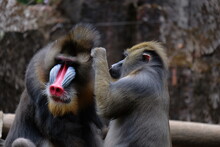 The Mandrill Is A Primate Of The Old World Monkey Family.