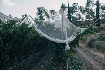 Closeup shot of a net on the growing trees in the field