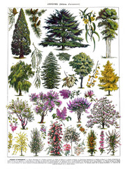 Vintage collection of trees with names for education / Antique engraved illustration from from La Rousse XX Sciele	