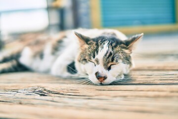 Poster - Adorable cat sleeping at the park.