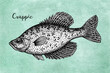 Crappie fish ink sketch