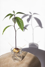 Small Avocado Tree From A Stone In A Glass Of Water Close - Up Against A White Wall In The Interior.Growing Avocado From Seed At Home.Exotic Plant.botany.Vertical Orientation