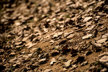 Dry leaves lying down on ground as a background