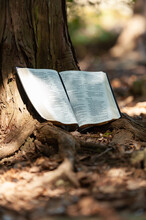 Holy Bible Open In Psalm 107 And Psalm 108 Outdoors On The Tree Trunk And Sunlight. Blurred Background. Copy Space. Vertical Shot.