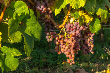 Wall Mural - Detail of sweet organic juicy grapevine in autumn. Close up of fresh grapes in a vineyard, panoramic background, grape harvest concept. Branches of white grapes growing in Moravia.Agricultural scene.