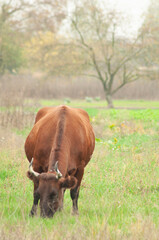 brown cow grazing in the field. place for text