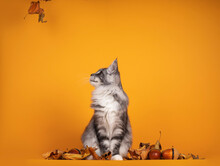 Handsome Silver Young Maine Coon Cat, Sitting Inbetween Dry Autumn Leaves And Nuts. Isolated On Yellow Orange Background. Looking Side Ways Up To Falling Leaves.