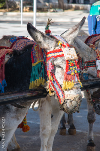 Cuadros en Lienzo Vertical shot of a donkey in Mijas, Malaga, Spain