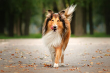Collie Dog Walk In The Autumn Park Magic Light Beautiful Pet Portrait
