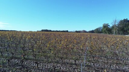 Sticker - Vignes à Leognan en Gironde, vue aérienne en automne