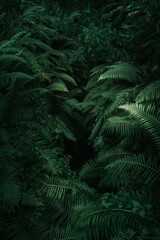 ferns in the forest, bali. beautiful ferns leaves green foliage. close up of beautiful growing ferns