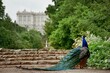 Madrid Royal Palace peacock
