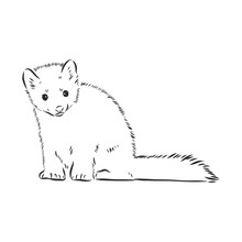 Sable Or Martes Zibellina, Illustration Of Sable. Sable Animal Vector Sketch Illustration